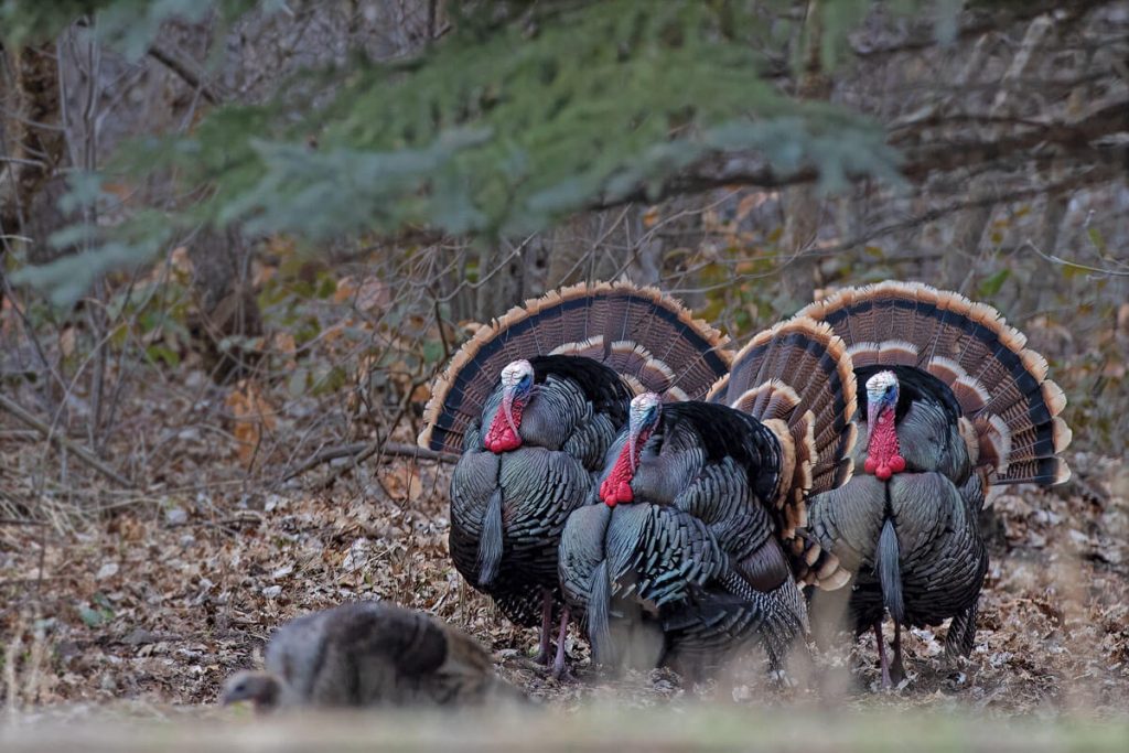 turkey hunting