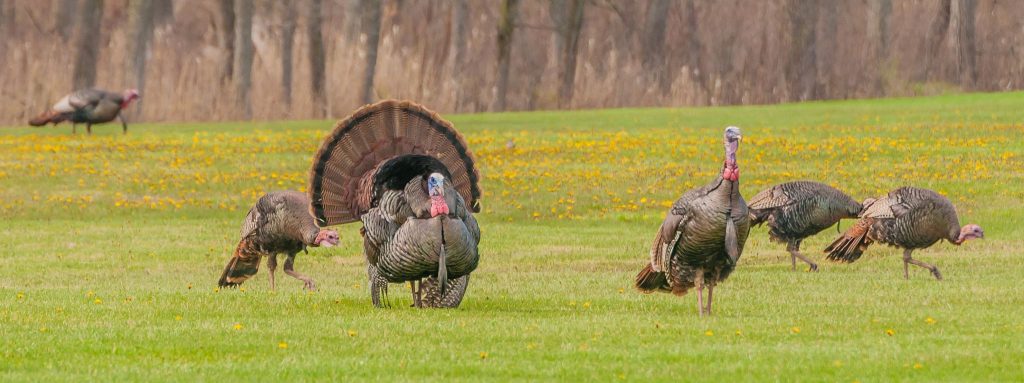 The Call of the Wild: Unlocking the Thrill of Turkey Hunting插图4