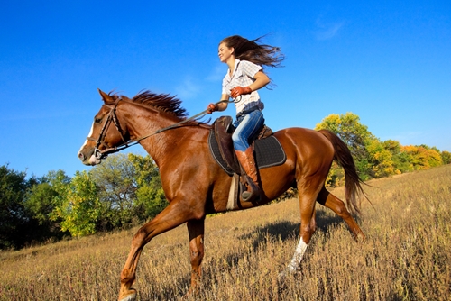 riding horse