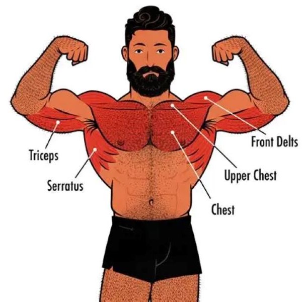 what muscles does swimming work