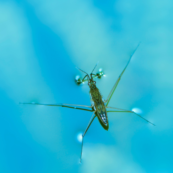 swimming pool bugs types