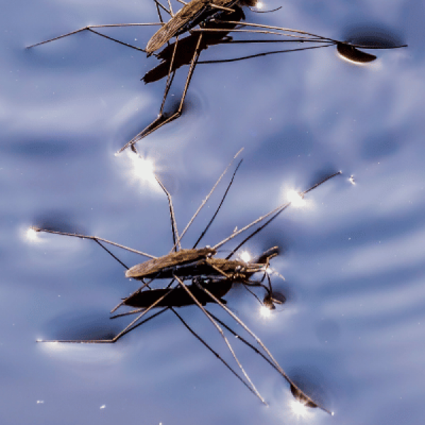 swimming pool bugs types