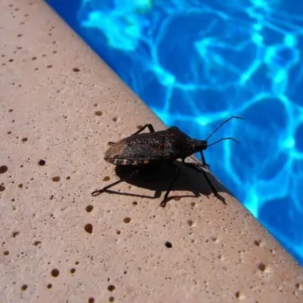 swimming pool bugs types