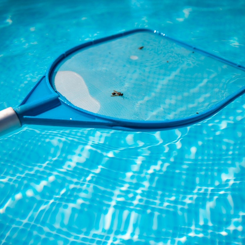 swimming pool bugs types