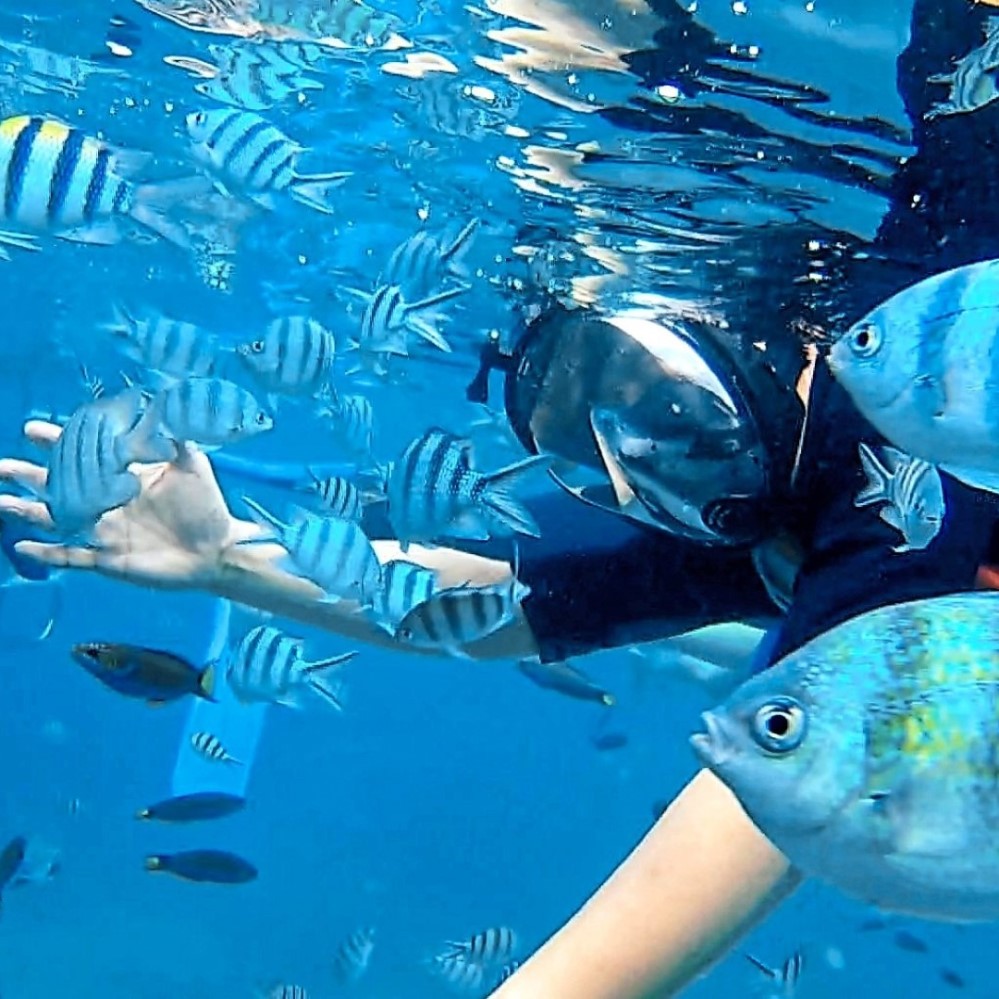 swimming with the fishes