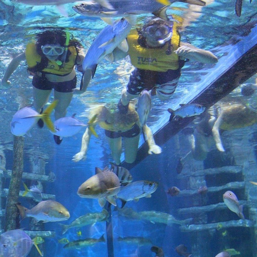 swimming with the fishes