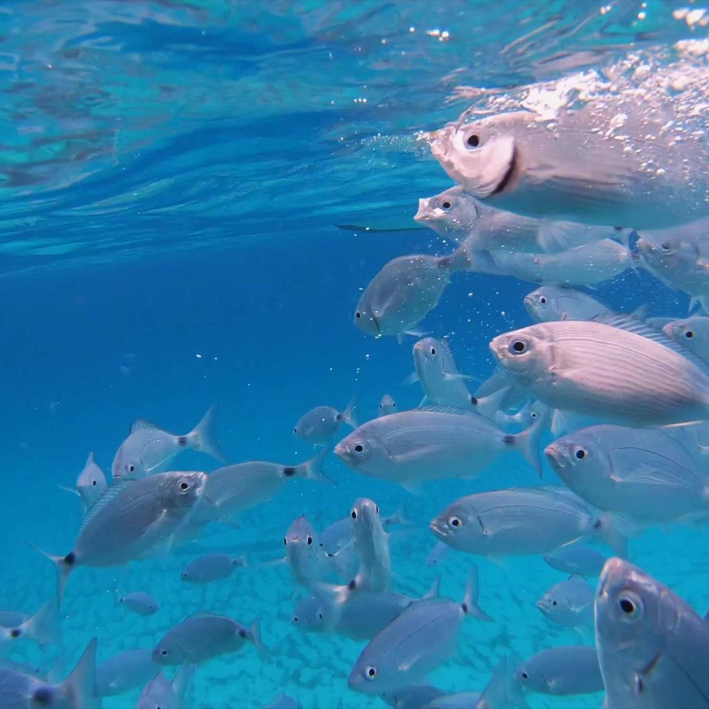 swimming with the fishes