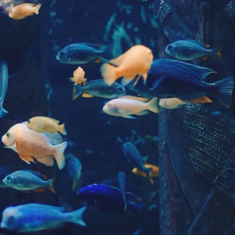 swimming with the fishes