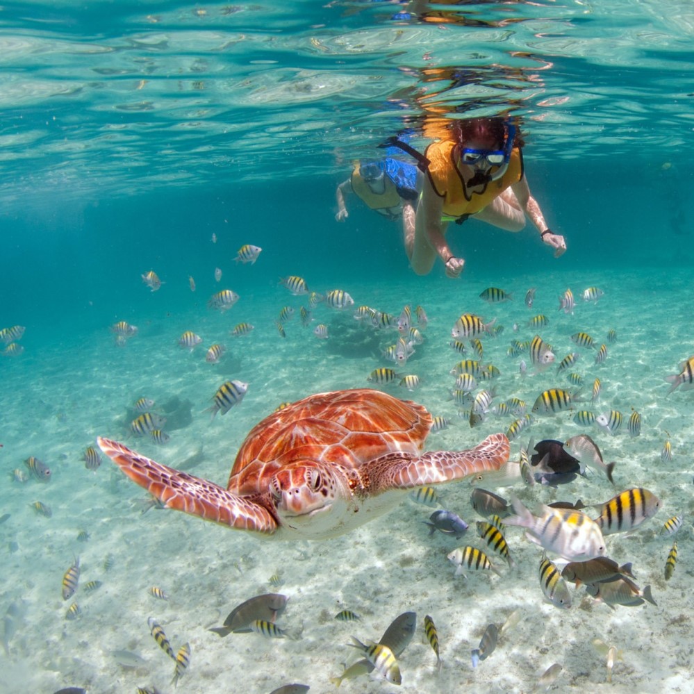swimming with turtles