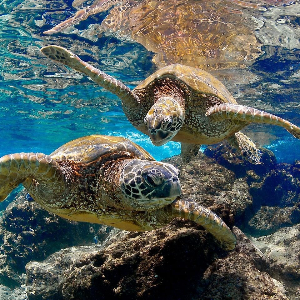 swimming with turtles
