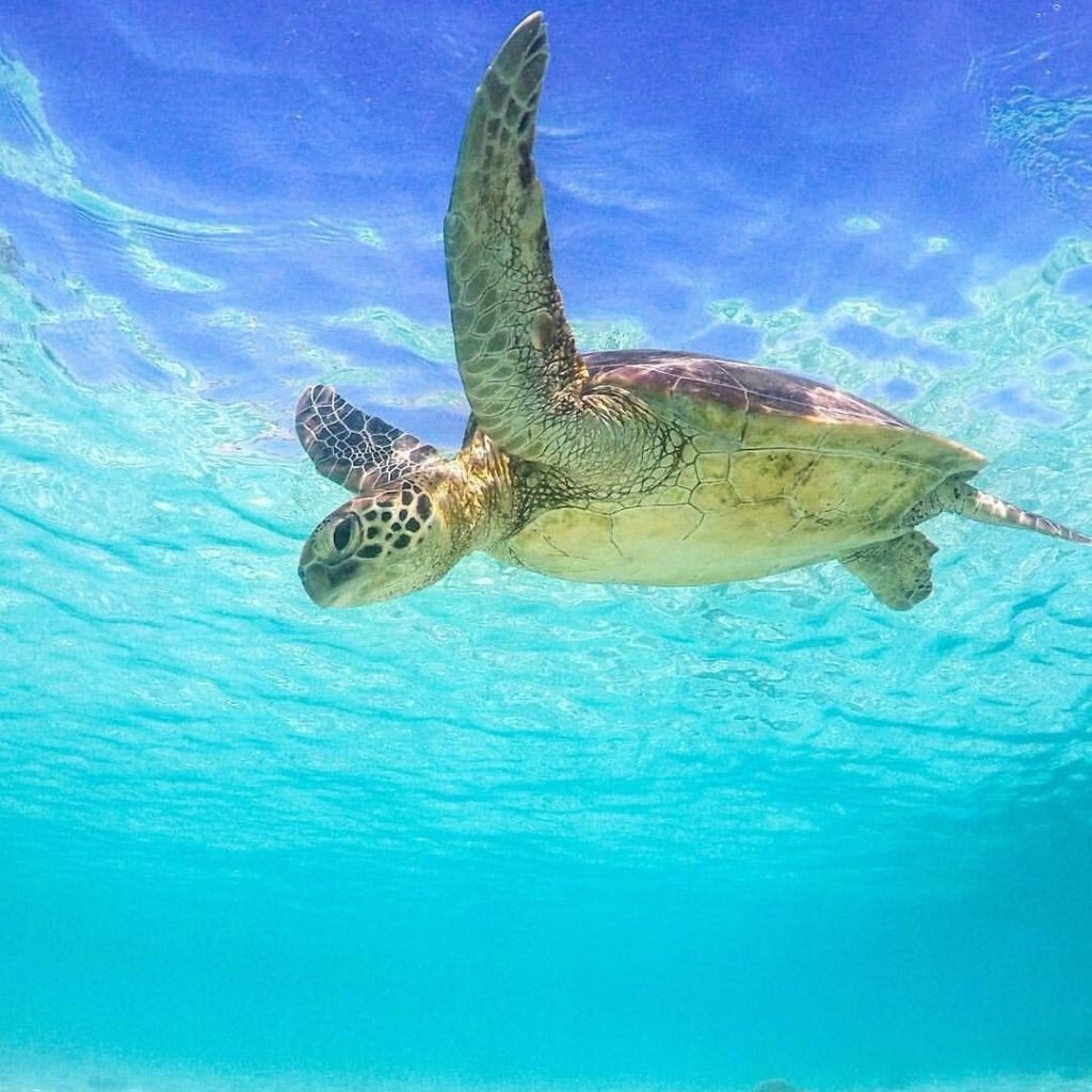 swimming with turtles