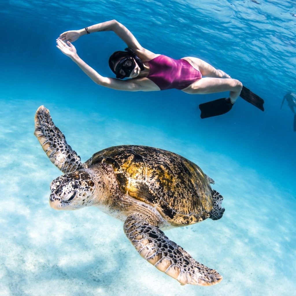 swimming with turtles